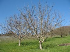Weil am Rhein Weiler Weinweg 021.jpg